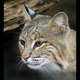 Image via Smithsonian National Zoo
